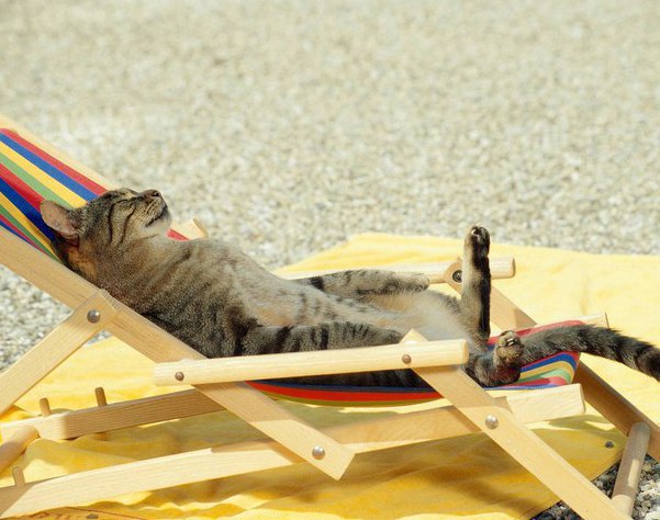 Коты и Кошки