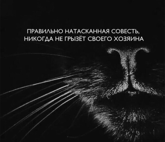Котовторник 18.07.2017
