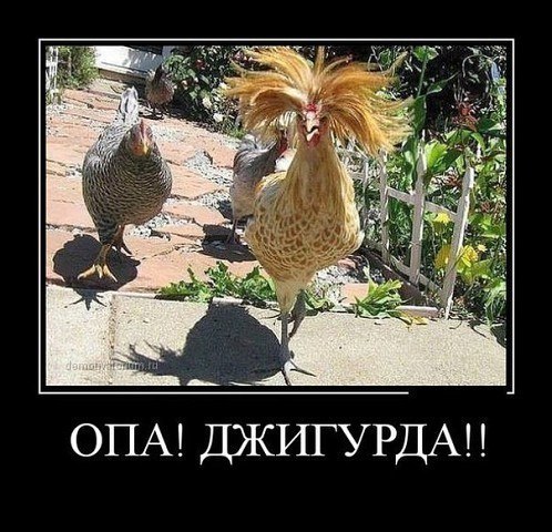 Подборка забавных животных
