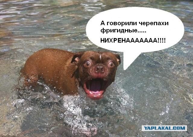 Жабельный собакен