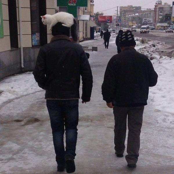 Прикольных котов пост