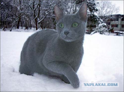 Котовторник на ЯПлакал!