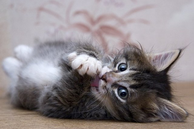 Котовторник на ЯПлакалъ 08.07.2008