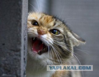 Кошак в шоке