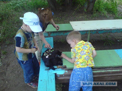 Lolcats - котовторник 33 лолокота!