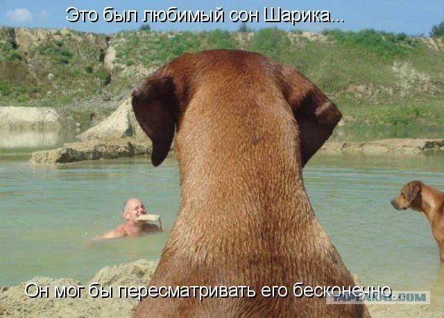 Сегодня котовторник, а котиков все нет