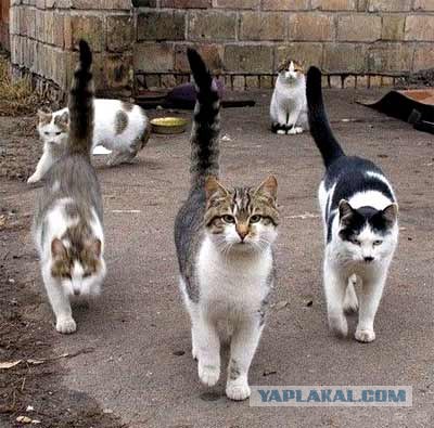 Котовторник. А как же?!