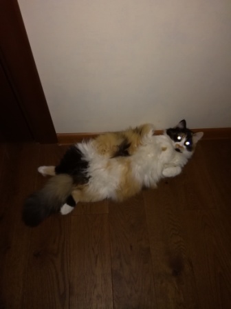 20 котов, у которых была всего секунда, чтобы прославиться. И они воспользовались ею сполна!