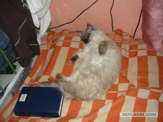 Котовторник!
