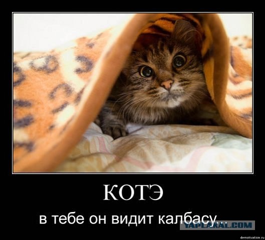 Котовторник 06.12.2011