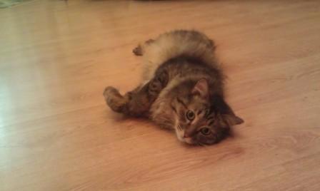 Первый КОТОВТОРНИК 2012
