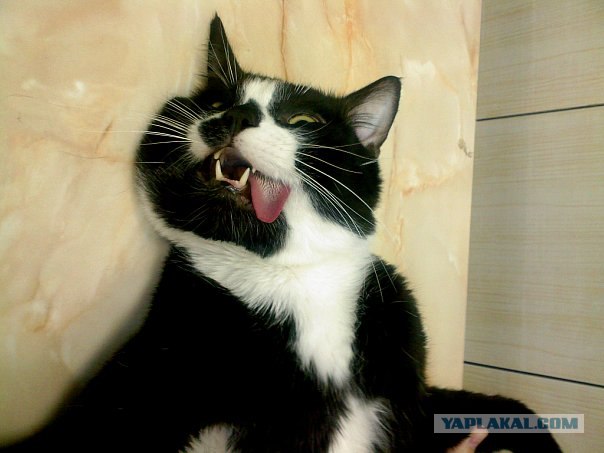Котовторник 24.04.2012