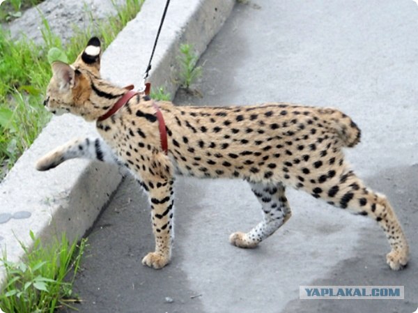 Кошка саванна фото