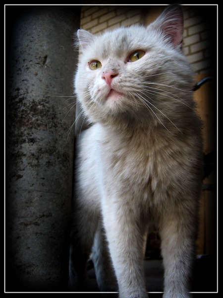 Забавные фото котеек