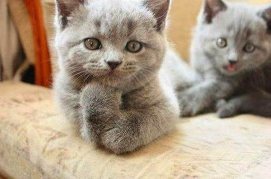Котовторник однако