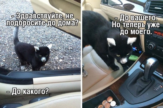 Наглый ростовский котяра завёл себе хозяина