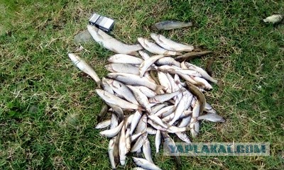 Жаренный берш с медово-огуречным соусом.