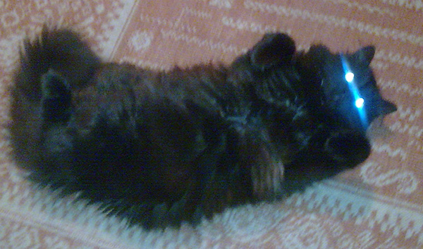Коты с уранового рудника, надо больше урана!