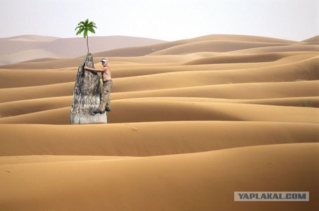 Фотожаба: На пеньке