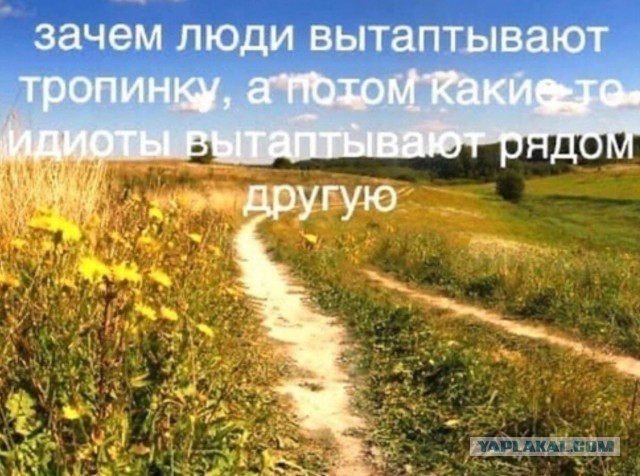 "Купил коту игрушку" и другие картинки