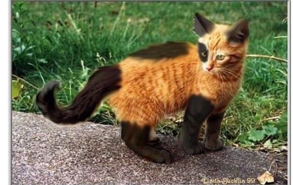 Котовторник вроде.