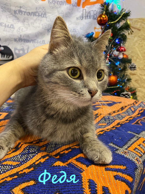Жизнь домашнего приюта "Котоленд" 368