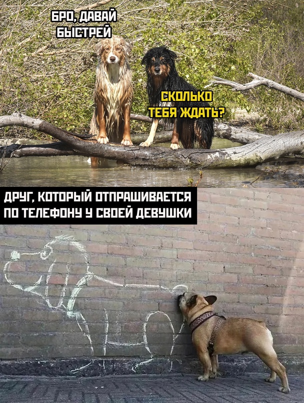 Весёлый полтишок 31.01.23