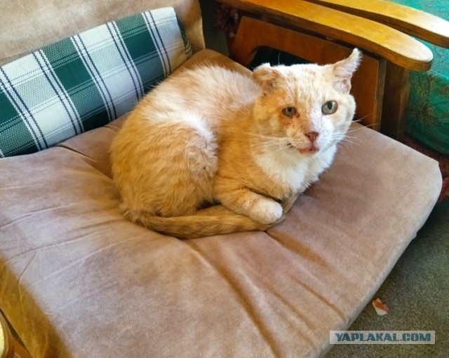 Новый конкурс "СлонотЯП"