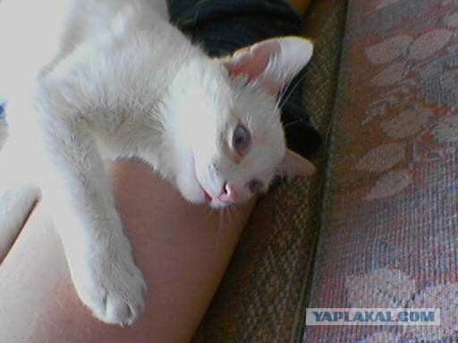 Котовторник 23.04.2013