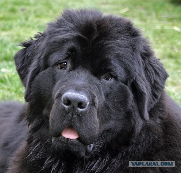 Породы собак для семьи