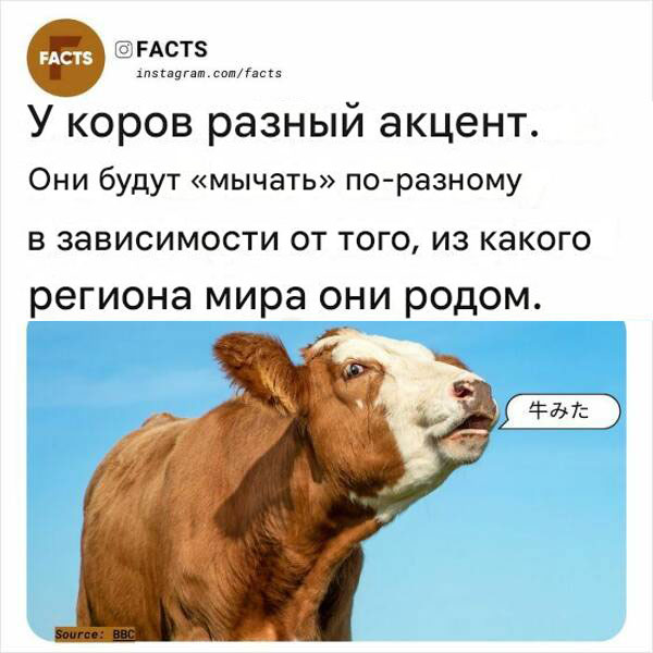 Белый слон и другие картинки