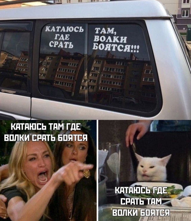 Знаменитый кот
