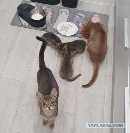 Моему коту Тому 2 года