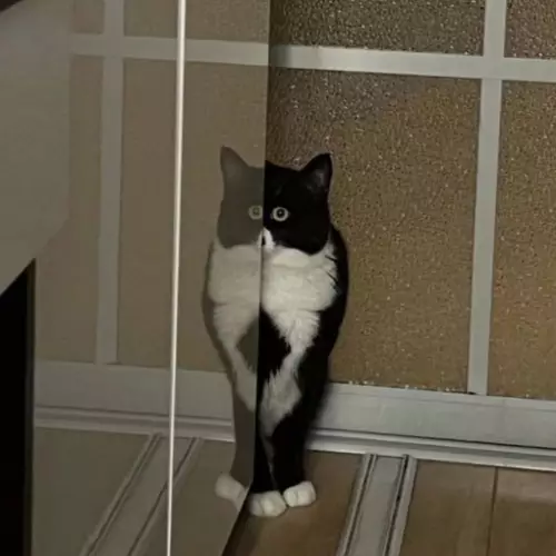 Картиночки, баянчики 17 февраля