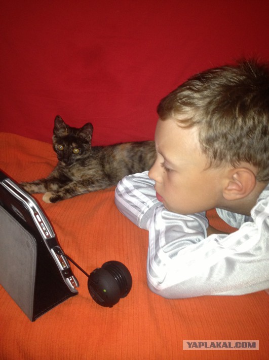 Котовторник 22.10.2013