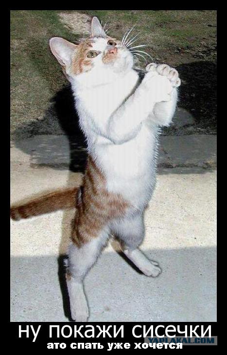 Я хочу замуж