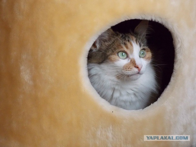 Котовторник 6.05.2014