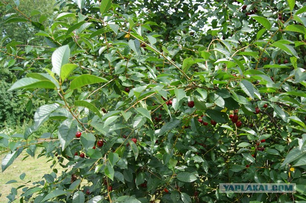 Домашнее мороженое, которое лучше, чем покупное))