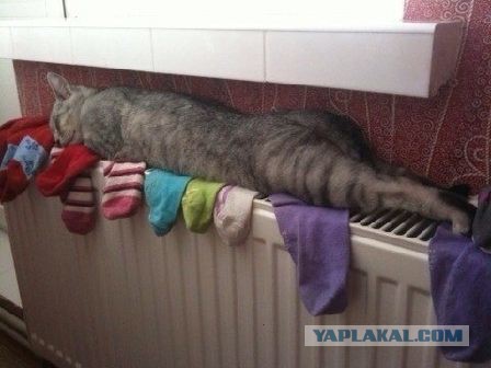 25 котофотоприколов.