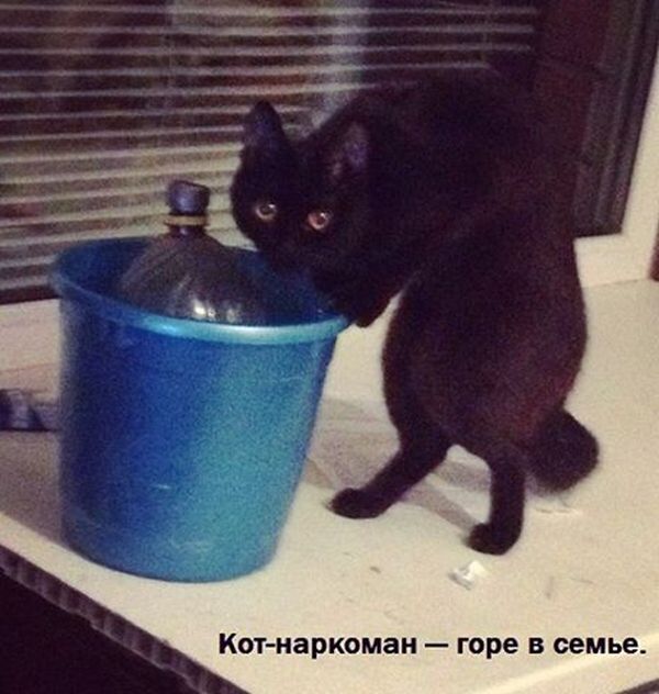 17 фотографий котов