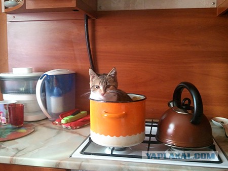 Взяли котейку домой