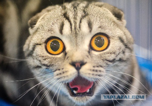 20 слов для обозначения сложных эмоций, которые трудно описать