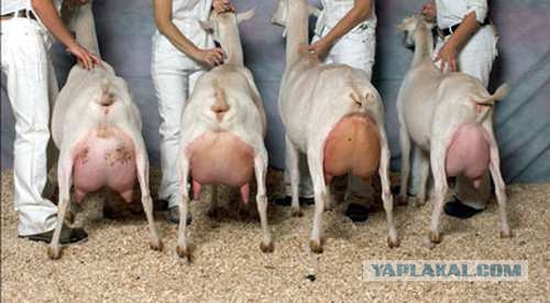 Сорая Вучелич рвётся во власть