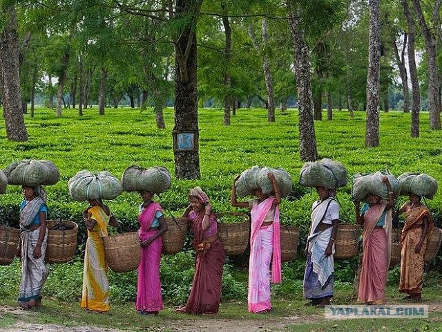 Своя ноша не тянет