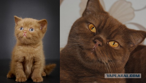 25 котят, которые так быстро выросли