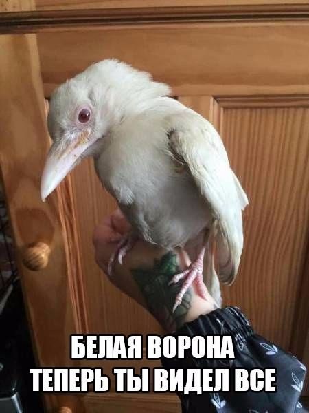 Прикольные животные