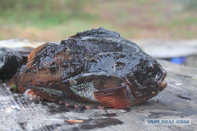 Рыбалка на Белом море