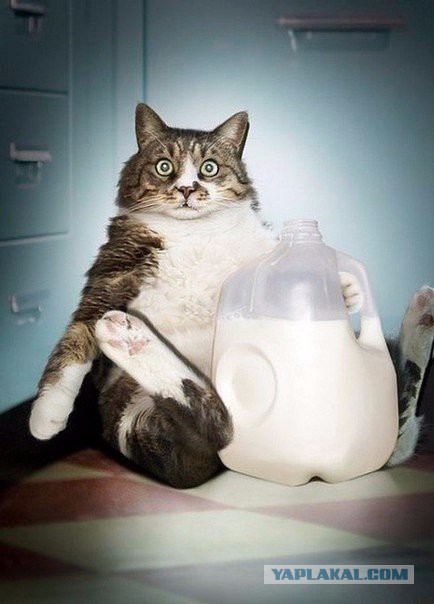 А ты не забыл покормить кота?!