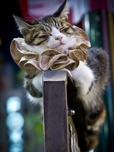 Коты из сети