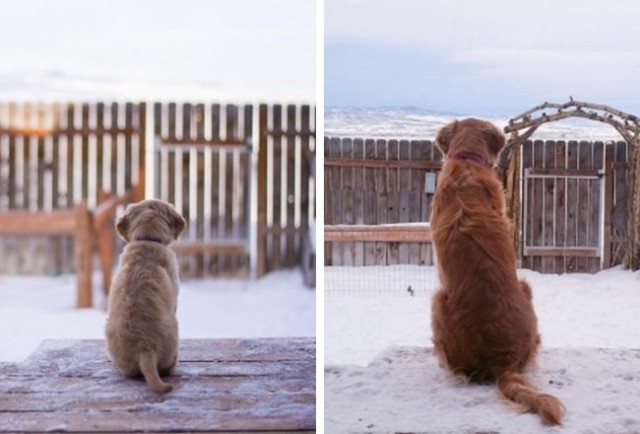 14 очаровательных щенков, которые выросли слишком быстро